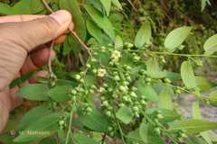 Diospyros cordifolia